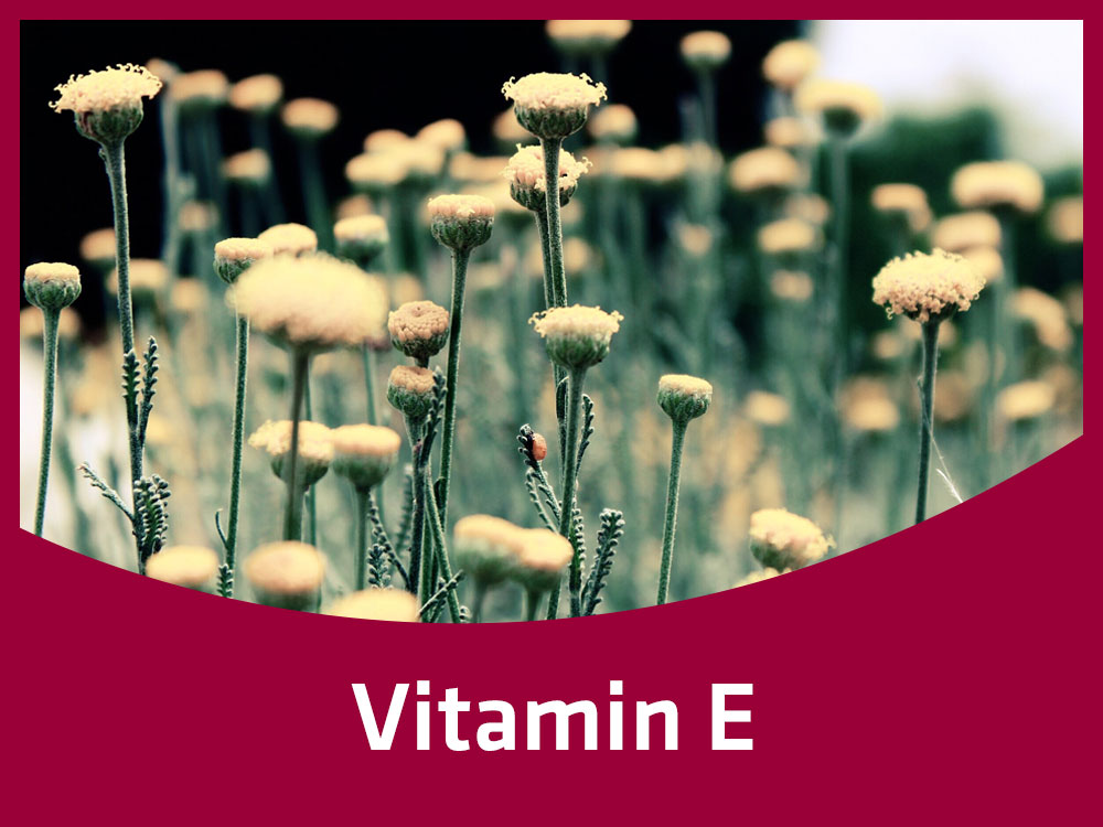 Vitamin_E.jpg
